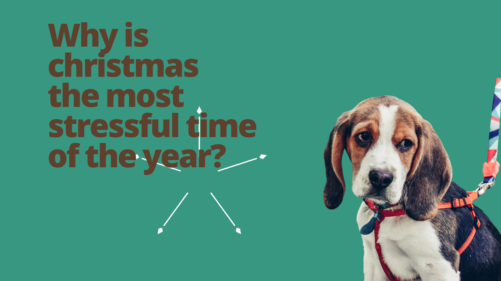 Complete Guide: How To Deal With Pet Stress During The Holidays