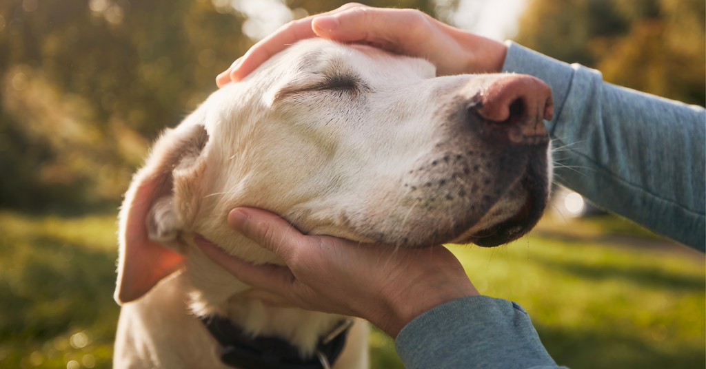 Canine Dementia: Everything You Need to Know