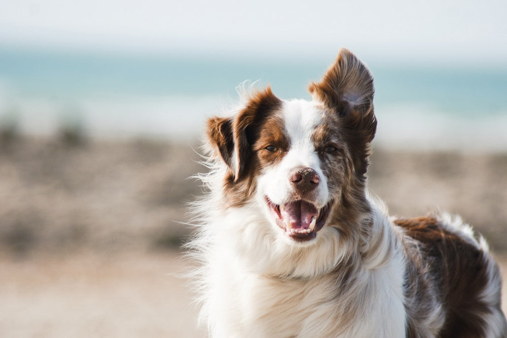 Safety: Daily Oral Administration of CBD for 28 days in Healthy Dogs was Well Tolerated