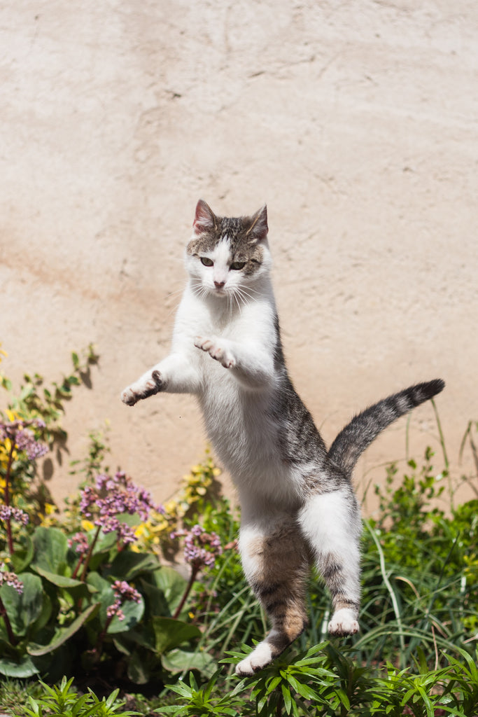 artritis en gatos, anxious cat standing up in agressive position