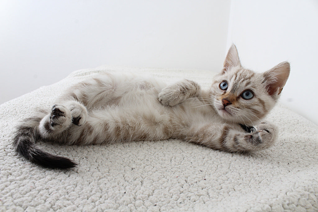 ansiedad en gatos, young light grey kitten with blue eyes laying on the ground staring at something