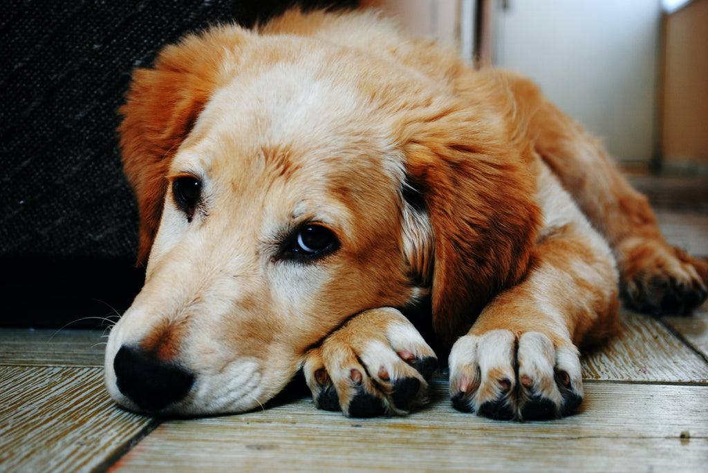 artritis en perros, old and anxious dog with difficulties getting up laying down with pain in his eyes