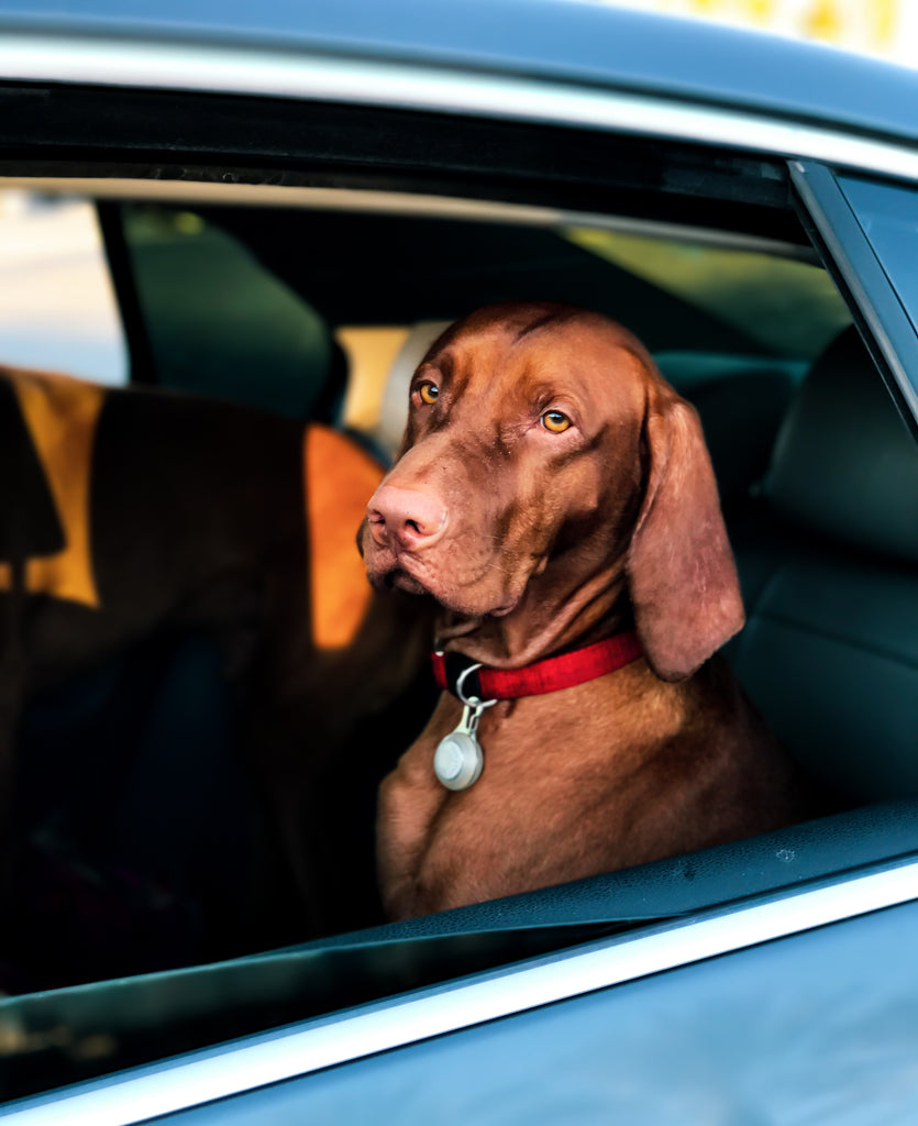 como saber si mi perro tiene ansiedad, a cute brown dog with red collar is sitting straight in the backseat of a car lurking out the window