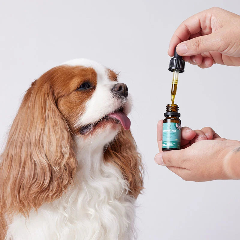 CBD for Small Dogs