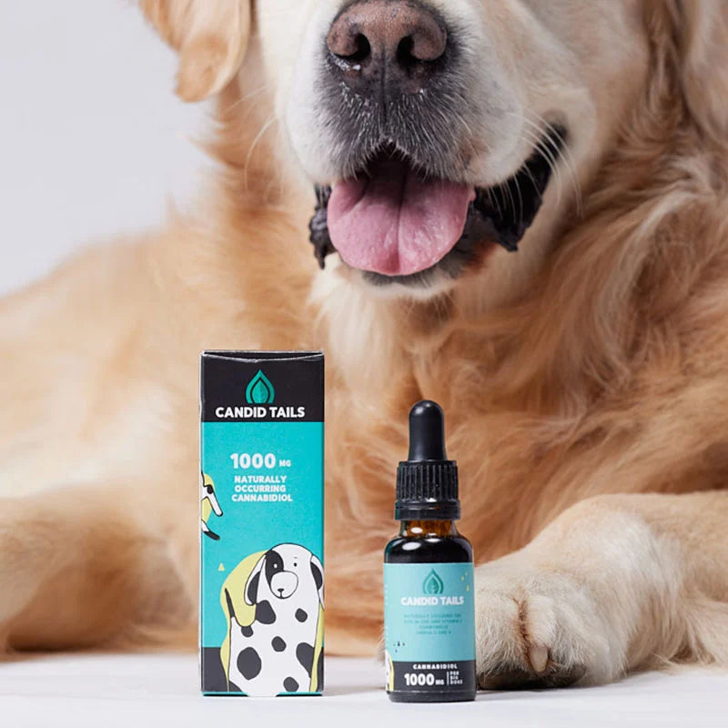 CBD for Large Dogs