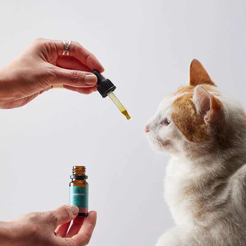 CBD for Cats