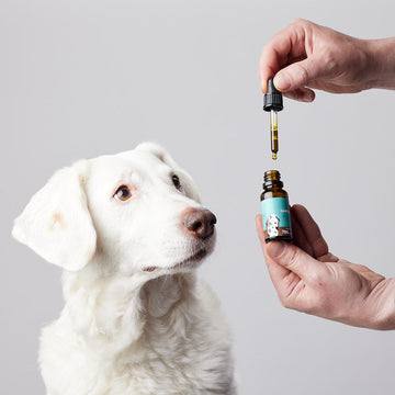 Aceite de cáñamo con 700 mg de CBD natural para perros medianos